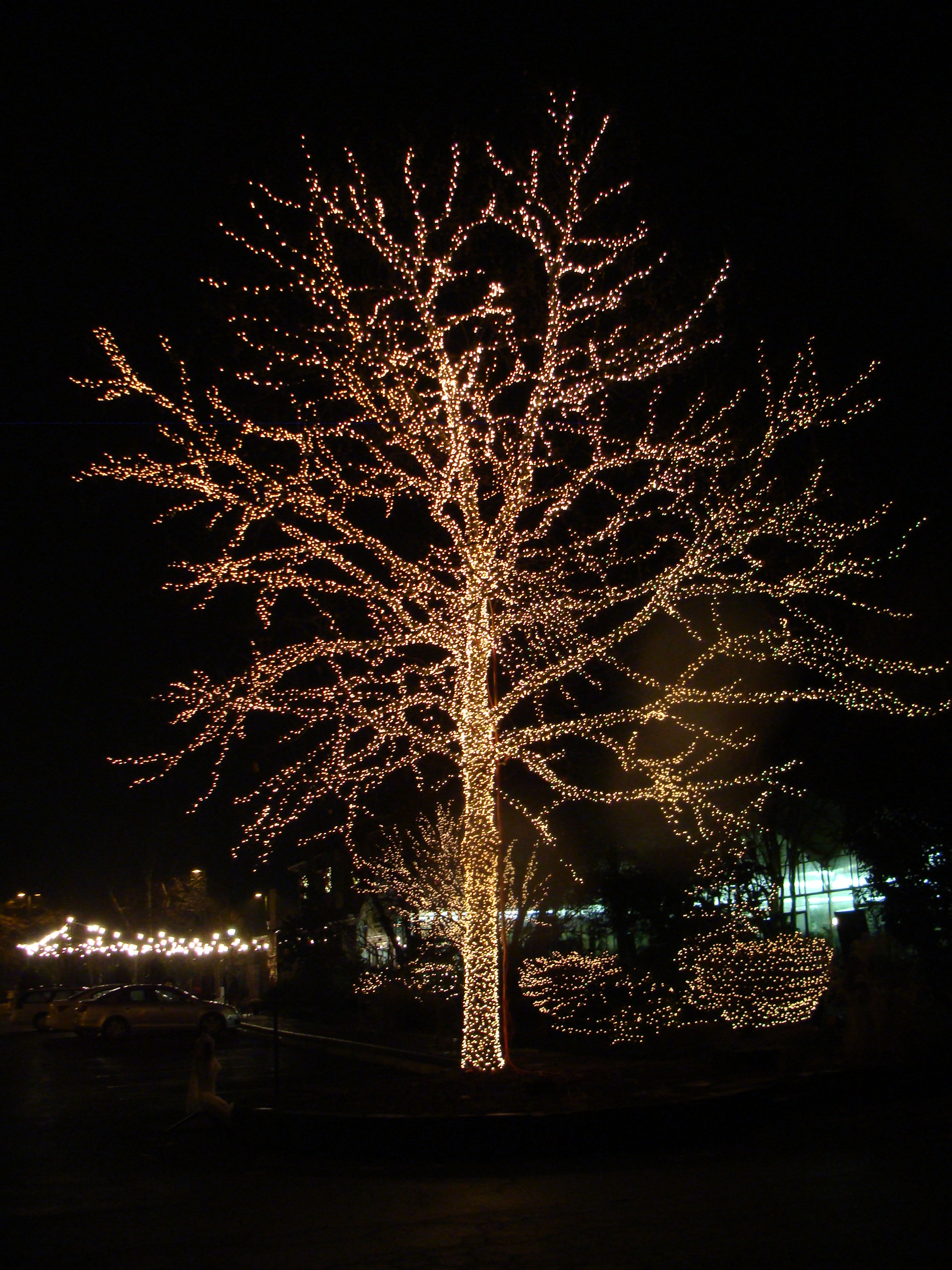 Merrifield Gardens Tree Of Light 2 Magpie S Nest Patty